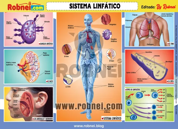 Sistema Linfatico 1